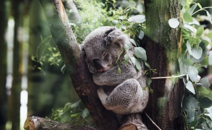 An innovation in rapid diagnostics is helping fight chlamydia spread among koala populations